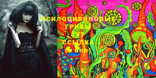 прущие грибы Аркадак